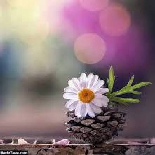 ابولفضل محمدی زخم رفیق 